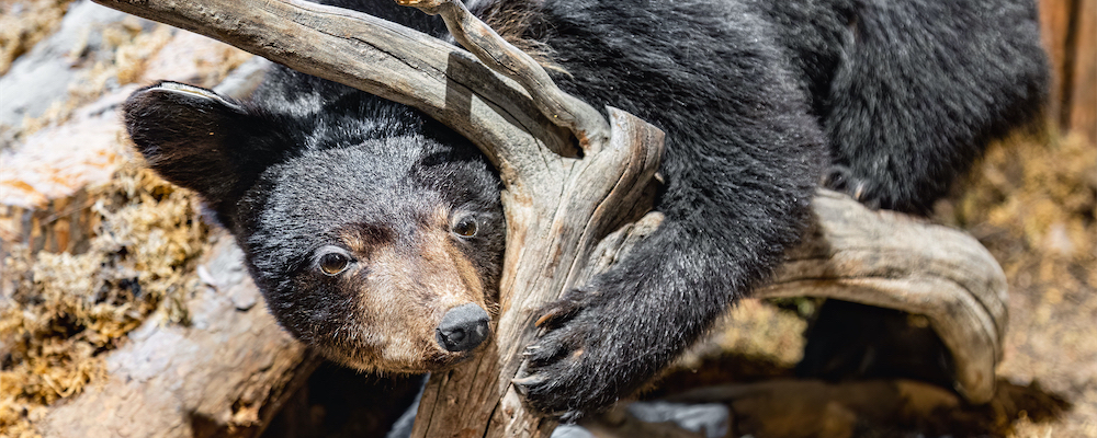 Protect Cherry Hill Nature